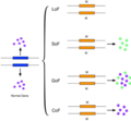 Image 3This figure shows a simplified version of loss-of-function, switch-of-function, gain-of-function, and conservation-of-function mutations. (from Mutation)