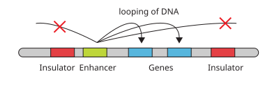 File:Gene enhancer.svg