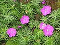 Geranium sanguineum