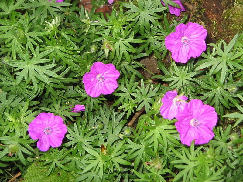 File:Geranium sanguineum004.jpg