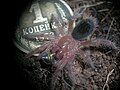 Spiderling feeding on Blaptica dubia