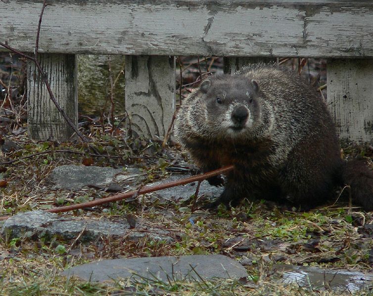 File:Groundhog 2.jpg