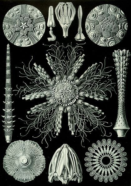 File:Haeckel Echinidea 60.jpg