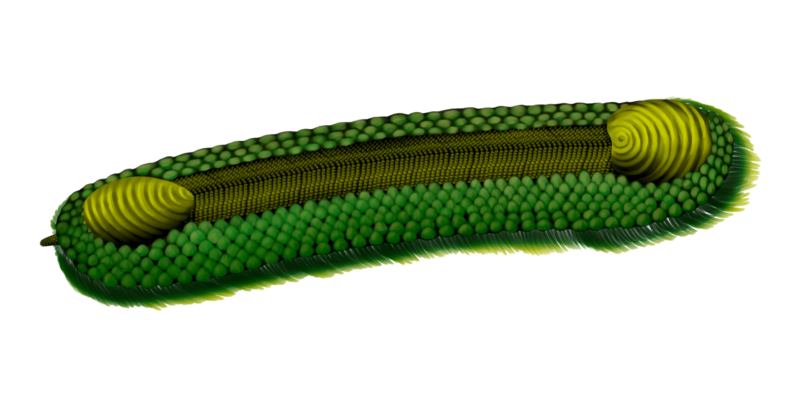 File:Halkieria reconstruction.png