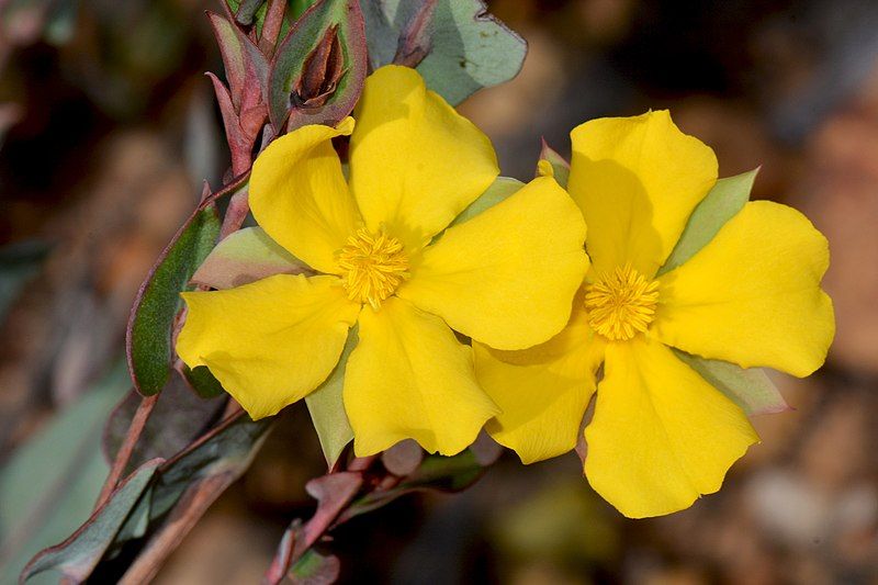 File:Hibbertia amplexicaulis.jpg