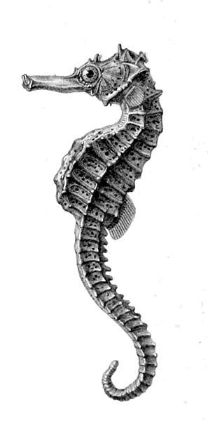 File:Hippocampus borboniensis.jpg