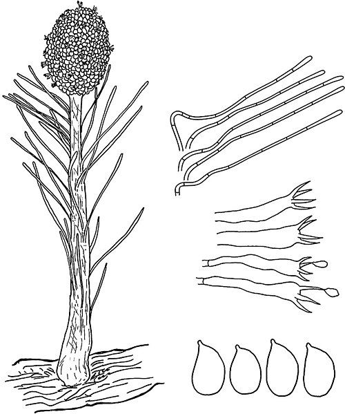 File:Hirticlavula drawn plate.jpg