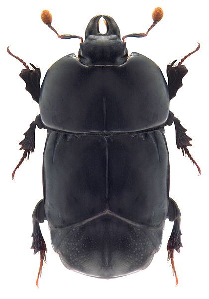 File:Hololepta plana.jpg