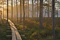 Wooden walkway near the bog