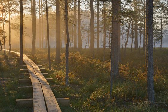 Sunrise in Viru bog, Estonia.