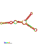 istR Hfq binding RNA: Predicted secondary structure taken from the Rfam database. Family RF01400.