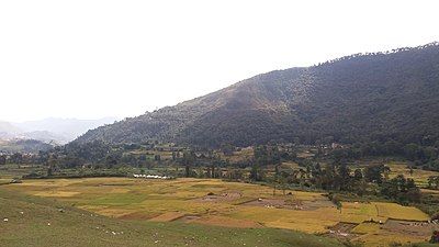 view of golden paddy fields and nearby hill,Khokana, Lalitpur