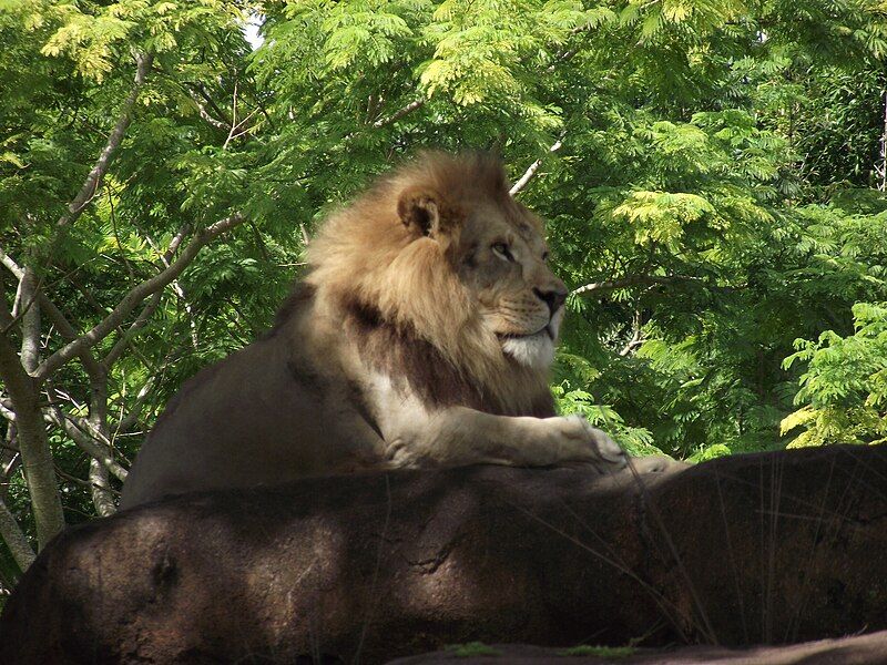 File:Kilimanjaro Safaris lion.JPG