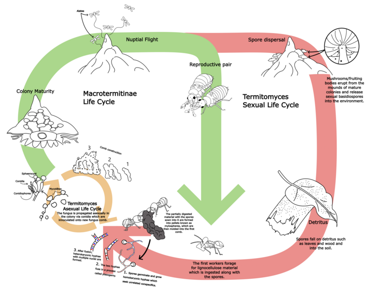 File:Lifecycle2.png