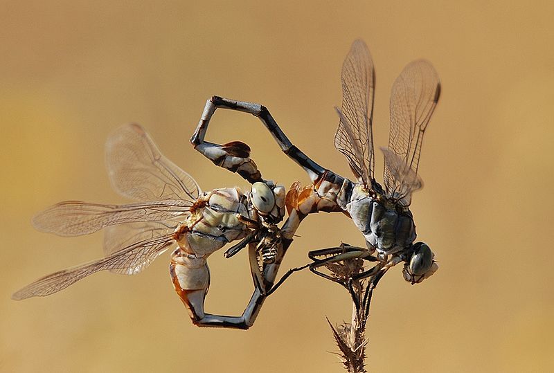 File:Lindenia tetraphylla.jpg