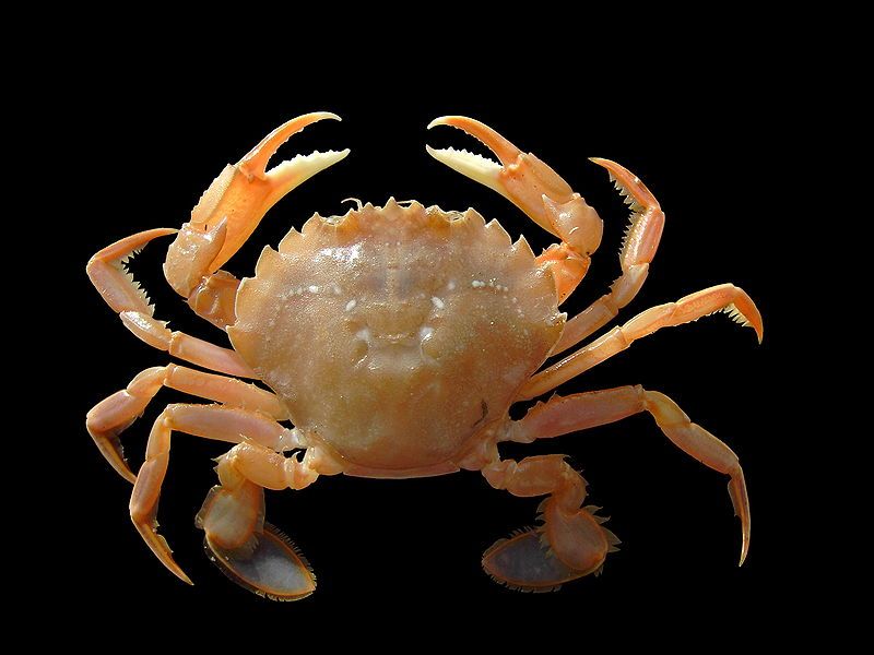 File:Liocarcinus holsatus.jpg