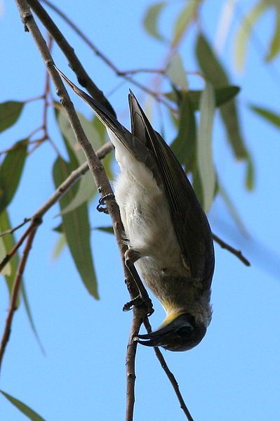 File:Little Friarbird.jpg