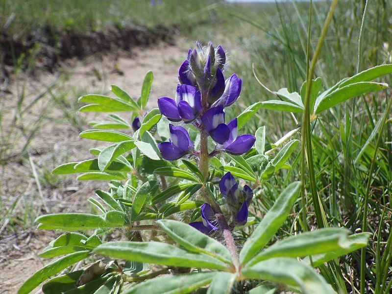 File:Lupinus pusillus (7461163116).jpg