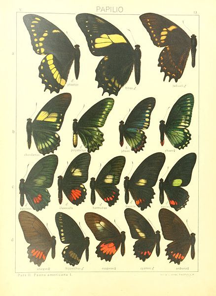 File:Macrolepidoptera15seit 0035.jpg