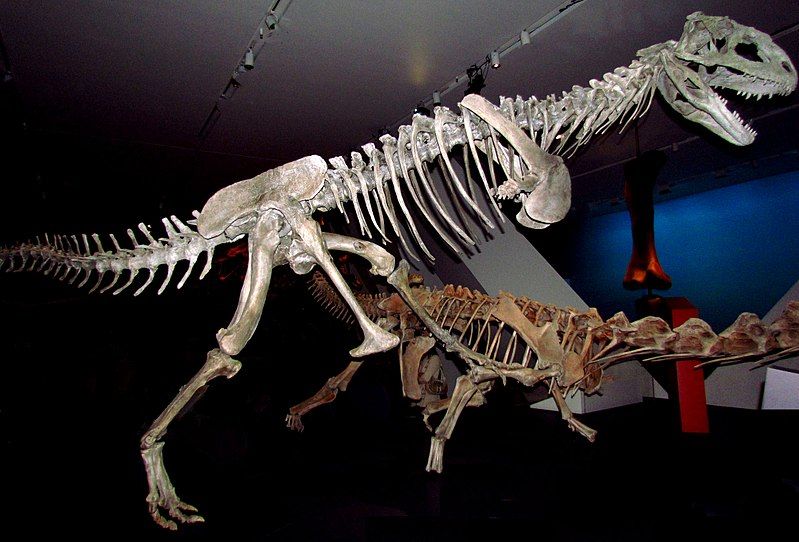 File:Majungasaurus crenatissimus, ROM.jpg