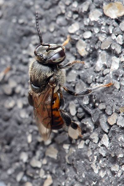 File:Meliponula ferruginea.jpg