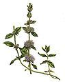 Mentha pulegium, or pennyroyal, a reputed abortifacient