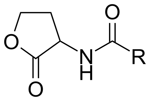 File:N-Acyl Homoserine Lactone.svg