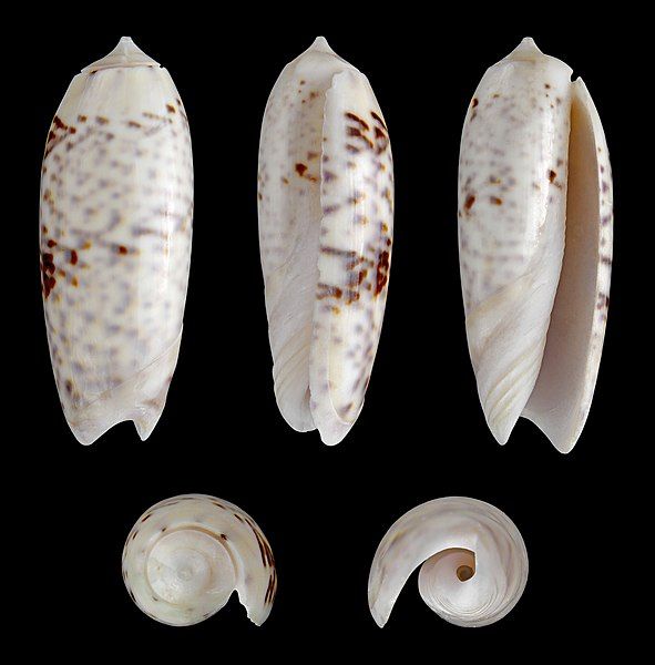 File:Oliva lignaria 01.JPG