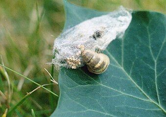 female laying her eggs on the remains of her own cocoon