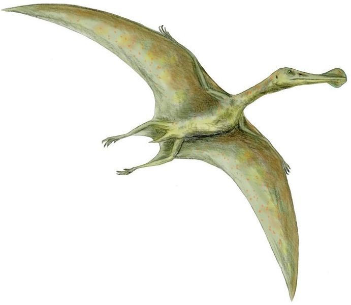 File:Ornithocheirus BW flipped.jpg