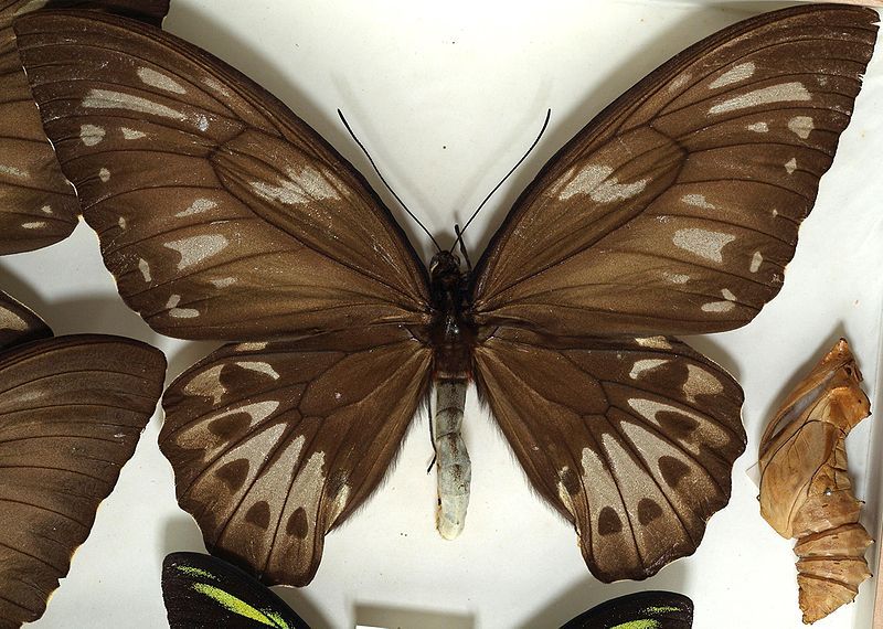 File:Ornithoptera.urvilleanus.female.and.pupa.jpg