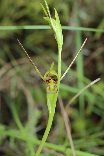 File:Orthoceras-novaezealandiae-Manawatu.jpg