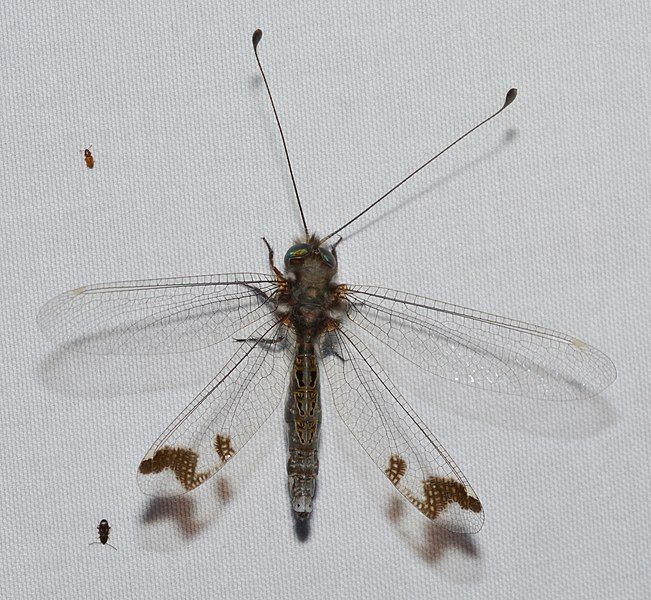 File:Owlfly (43199384464).jpg