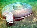 Pacific hagfish resting on bottom at 280 m