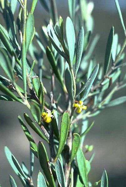 File:Persoonia brevirhachis.jpg