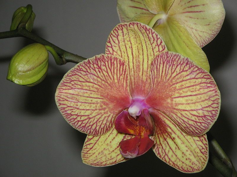 File:Phalaenopsis cv05a.jpg