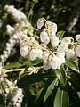 Pieris japonica inflorescence