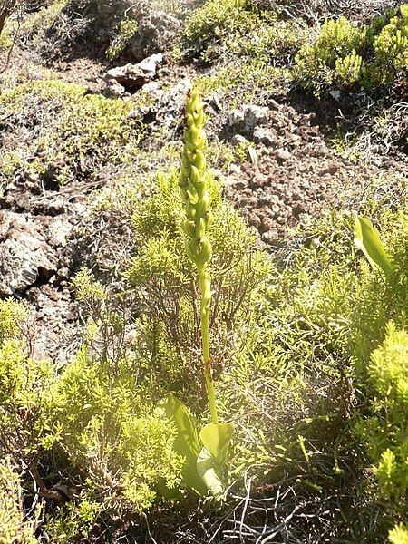 File:Platanthera micrantha.JPG