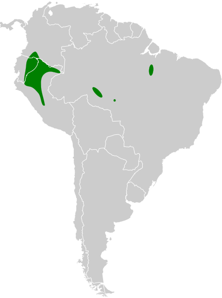 File:Poecilotriccus capitalis map.svg