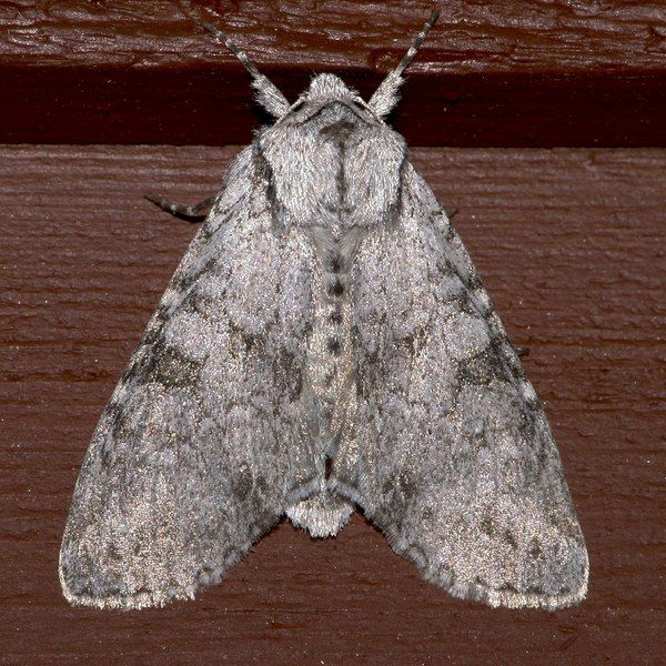 File:Polia piniae 01.jpg