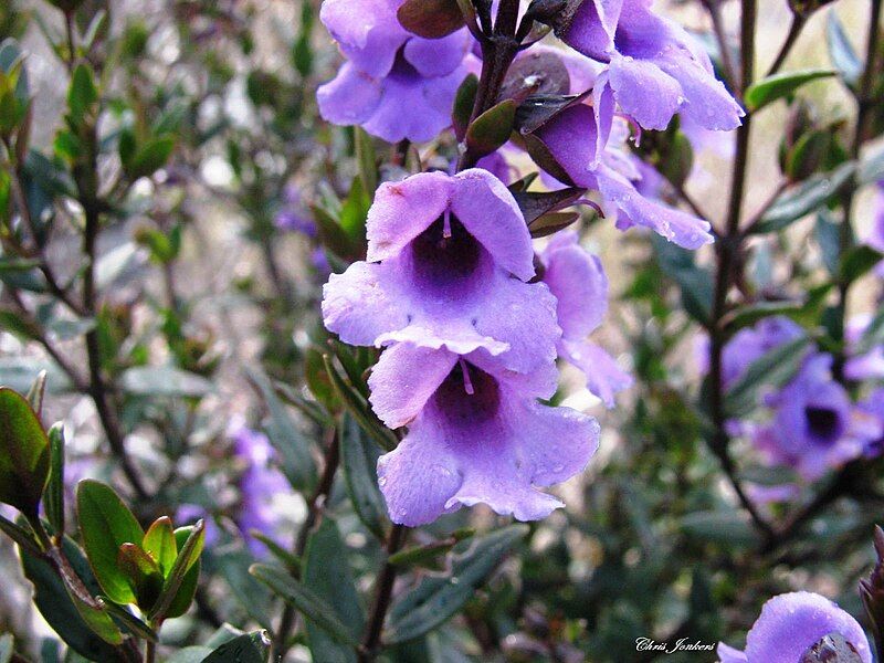 File:Prostanthera hindii.jpg