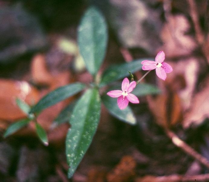 File:Pseuderanthemum crenulatum 2.jpg