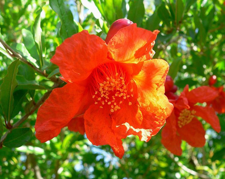 File:Punica granatum flower.jpg