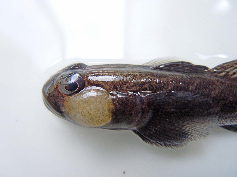 File:Racer goby head.jpg