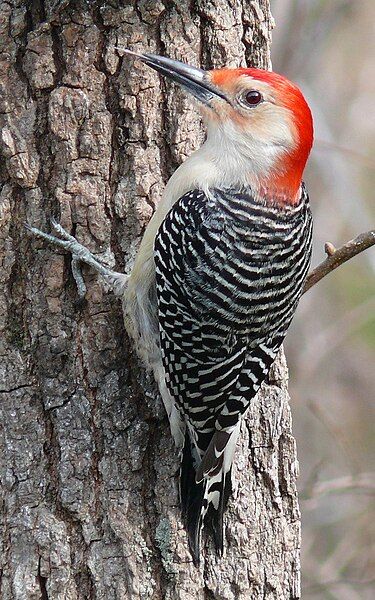 File:Red-bellied Woodpecker-27527.jpg