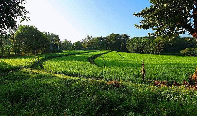 File:SMB Ricefields.jpg