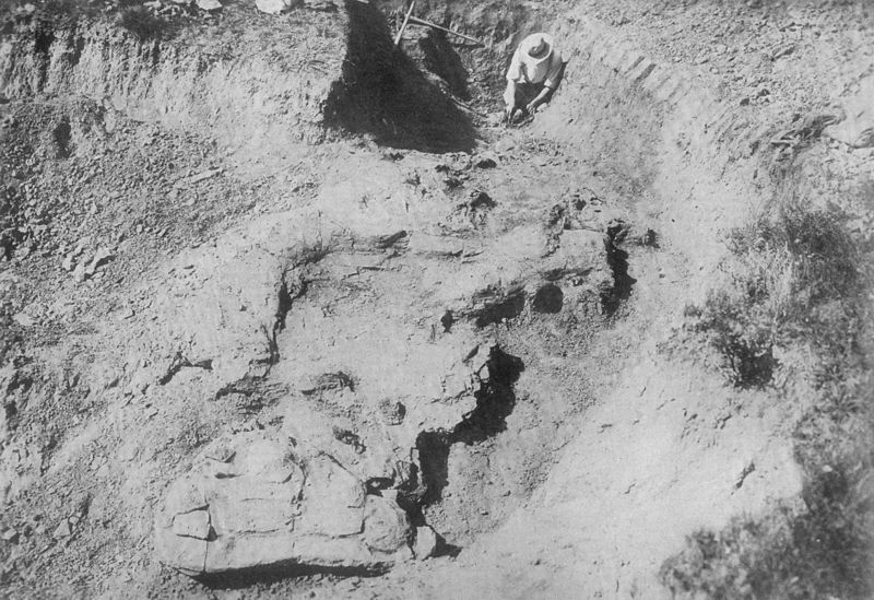 File:Saurolophus excavation.jpg