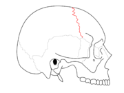 Coronal suture. It separates the parietal bones and the frontal bone.