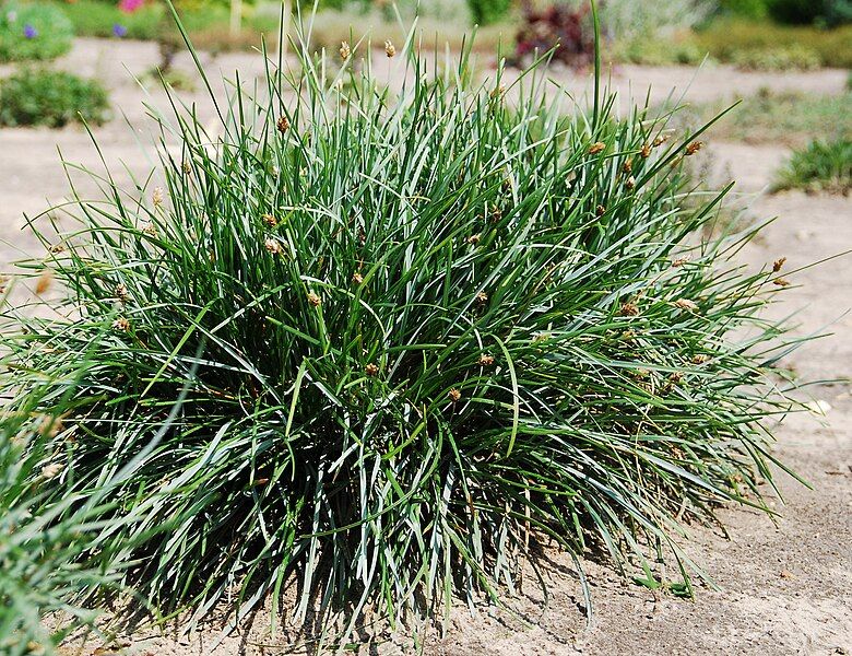 File:Sesleria sadlerana.jpg