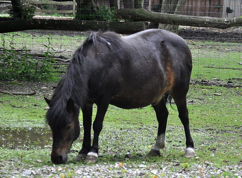 File:ShetlandponyHaag.JPG